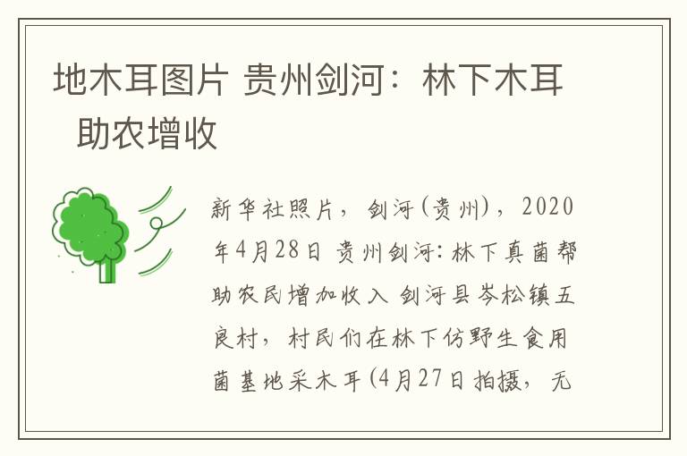 地木耳圖片 貴州劍河：林下木耳  助農(nóng)增收