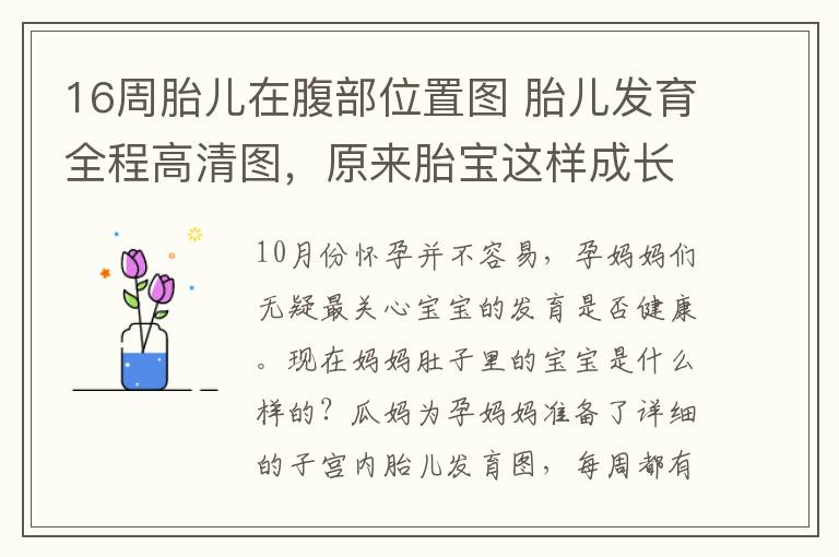 16周胎兒在腹部位置圖 胎兒發(fā)育全程高清圖，原來胎寶這樣成長的