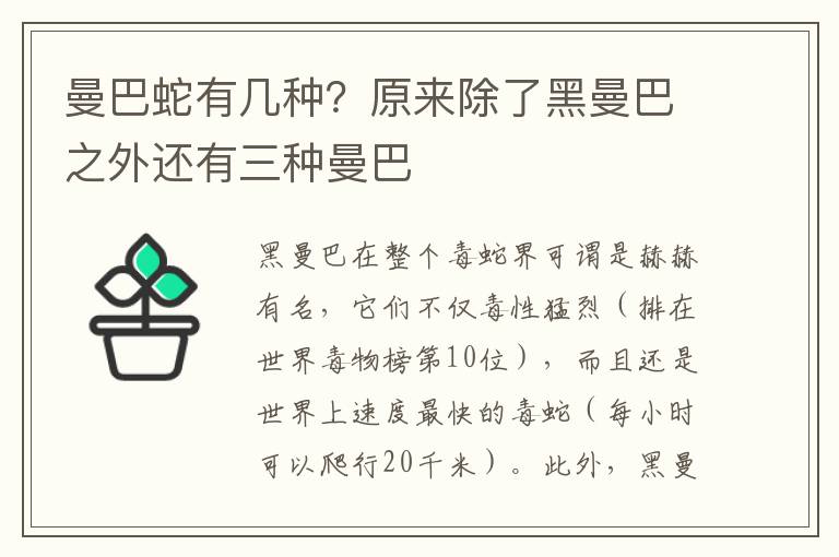 曼巴蛇有幾種？原來除了黑曼巴之外還有三種曼巴