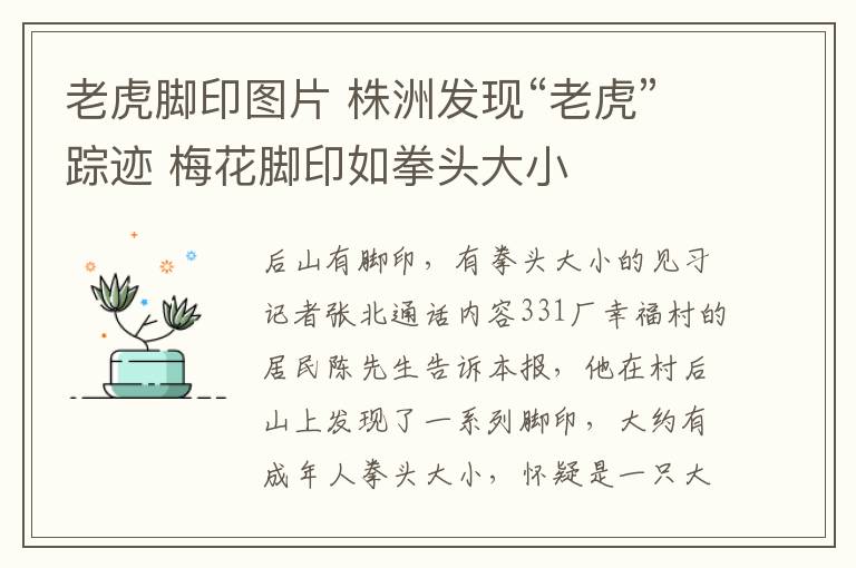 老虎腳印圖片 株洲發(fā)現(xiàn)“老虎”蹤跡 梅花腳印如拳頭大小