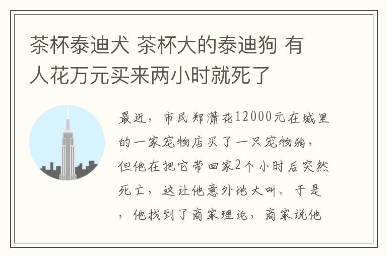 茶杯泰迪犬 茶杯大的泰迪狗 有人花萬元買來兩小時就死了