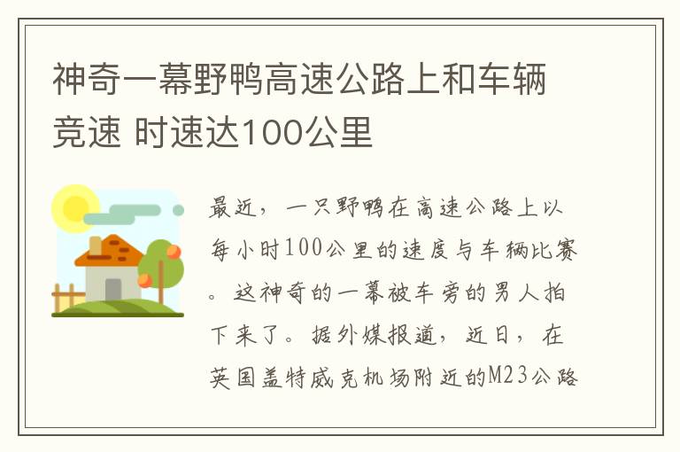 神奇一幕野鴨高速公路上和車輛競速 時速達(dá)100公里