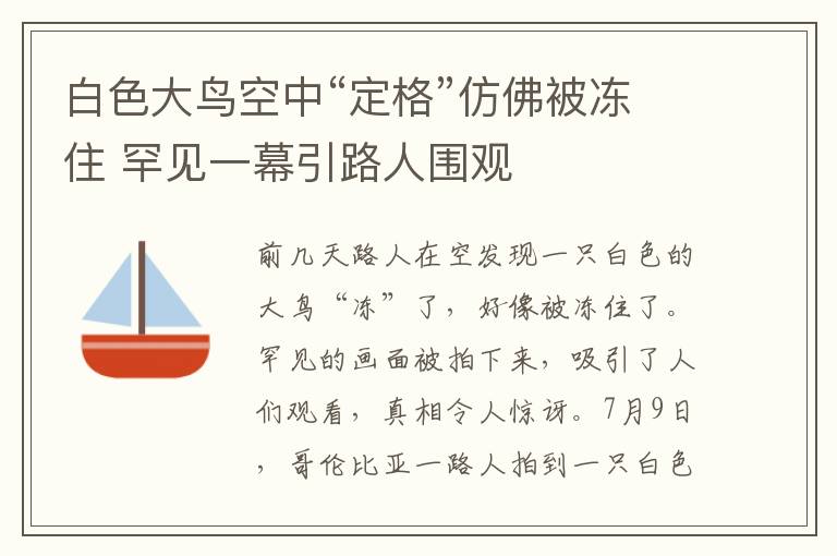 白色大鳥(niǎo)空中“定格”仿佛被凍住 罕見(jiàn)一幕引路人圍觀