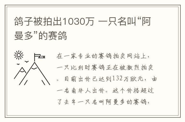 鴿子被拍出1030萬(wàn) 一只名叫“阿曼多”的賽鴿