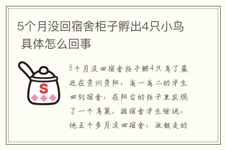 5個(gè)月沒(méi)回宿舍柜子孵出4只小鳥(niǎo) 具體怎么回事