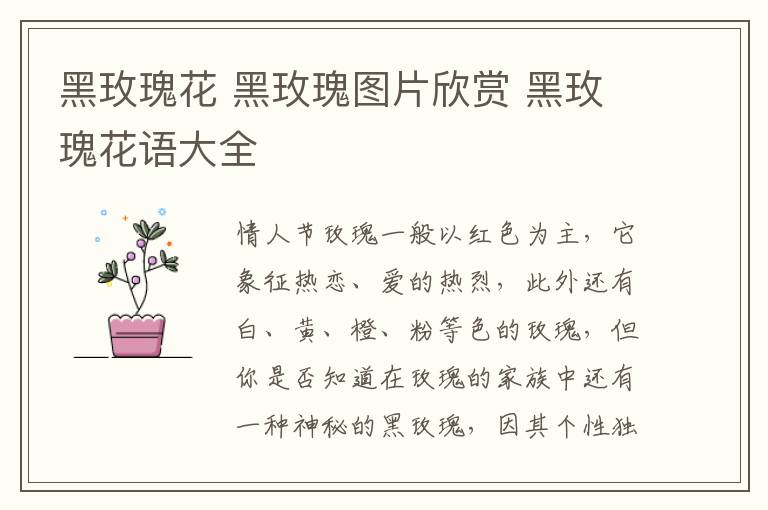 黑玫瑰花 黑玫瑰圖片欣賞 黑玫瑰花語(yǔ)大全