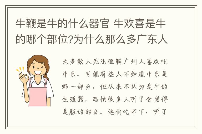 牛鞭是牛的什么器官 牛歡喜是牛的哪個部位?為什么那么多廣東人喜歡吃母牛生殖器究竟吃了有什么功效