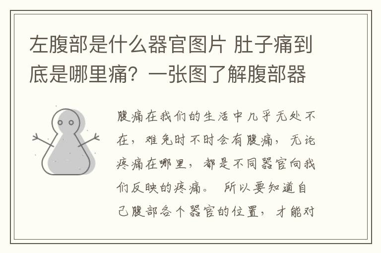 左腹部是什么器官圖片 肚子痛到底是哪里痛？一張圖了解腹部器官！