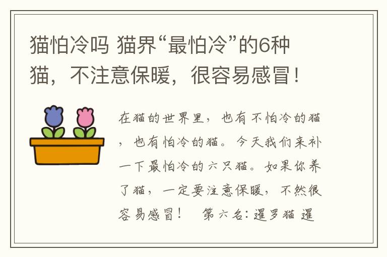 貓怕冷嗎 貓界“最怕冷”的6種貓，不注意保暖，很容易感冒！