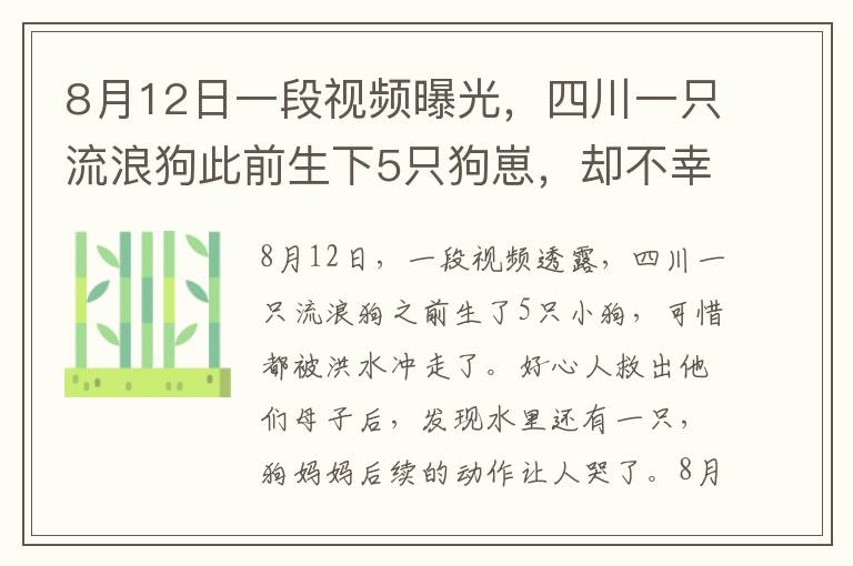 8月12日一段視頻曝光，四川一只流浪狗此前生下5只狗崽，卻不幸全被洪水沖走，好心人將它們母子救