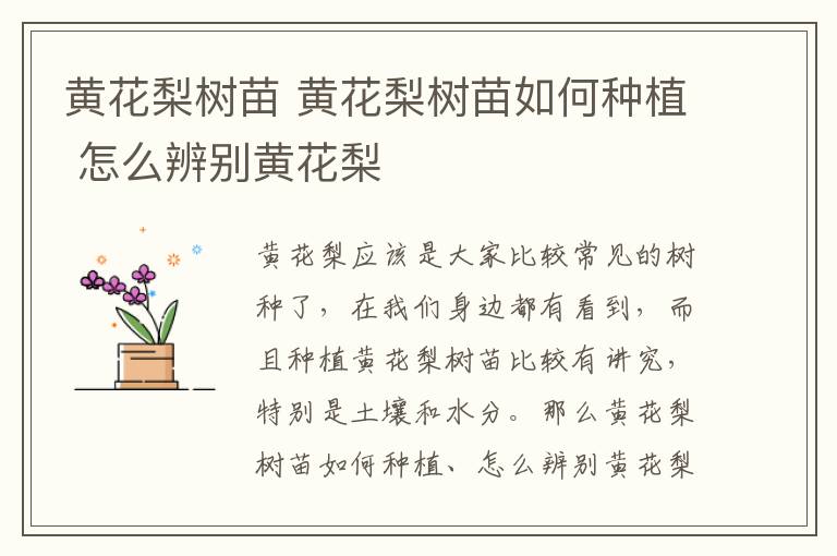 黃花梨樹苗 黃花梨樹苗如何種植 怎么辨別黃花梨