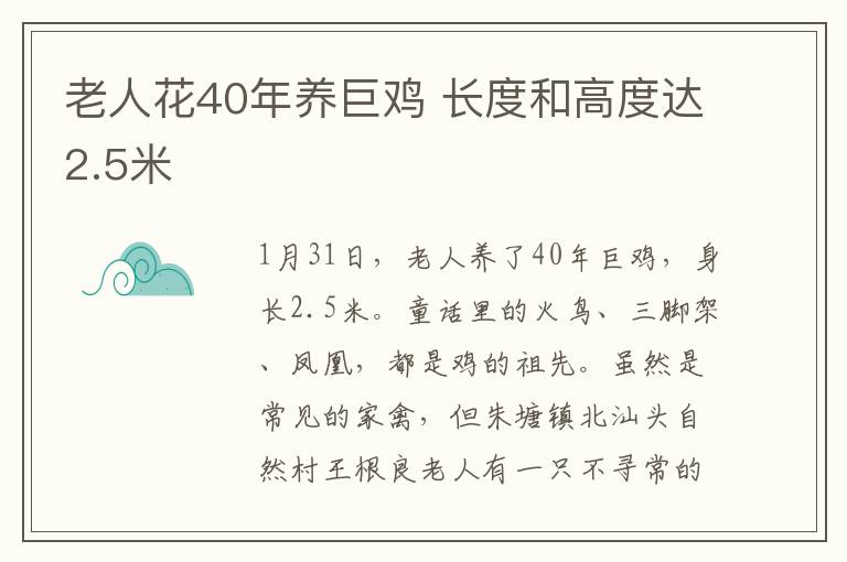 老人花40年養(yǎng)巨雞 長度和高度達2.5米