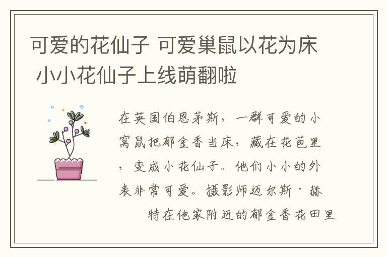 可愛的花仙子 可愛巢鼠以花為床 小小花仙子上線萌翻啦