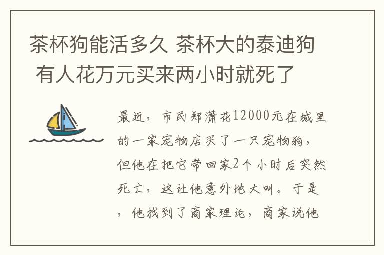 茶杯狗能活多久 茶杯大的泰迪狗 有人花萬元買來兩小時就死了