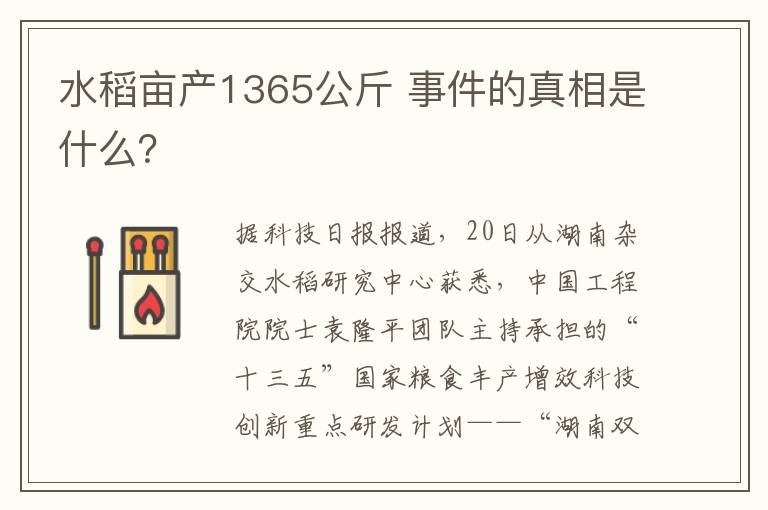 水稻畝產(chǎn)1365公斤 事件的真相是什么？