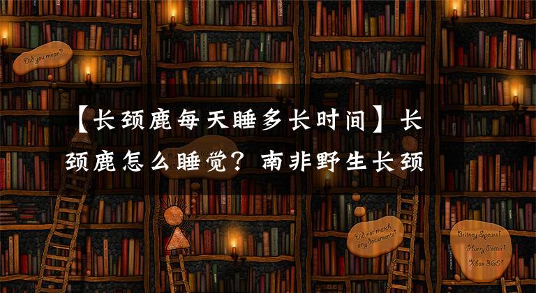 【長頸鹿每天睡多長時間】長頸鹿怎么睡覺？南非野生長頸鹿露出了罕見的睡眠姿勢