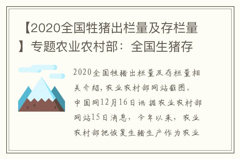 【2020全國牲豬出欄量及存欄量】專題農(nóng)業(yè)農(nóng)村部：全國生豬存欄已恢復(fù)到正常年份水平90%以上