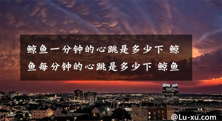 鯨魚一分鐘的心跳是多少下 鯨魚每分鐘的心跳是多少下 鯨魚長度多少最好