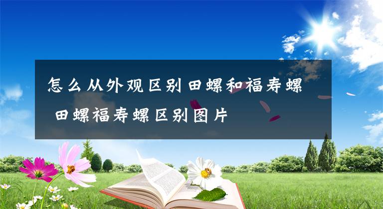 怎么從外觀區(qū)別田螺和福壽螺 田螺福壽螺區(qū)別圖片