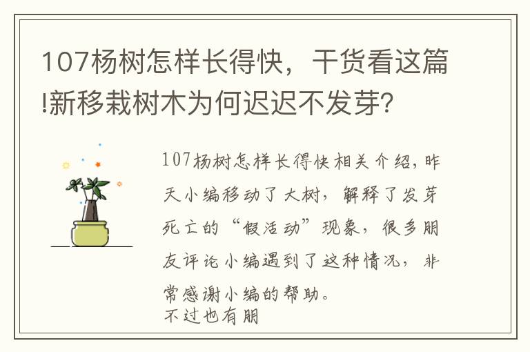 107楊樹怎樣長得快，干貨看這篇!新移栽樹木為何遲遲不發(fā)芽？