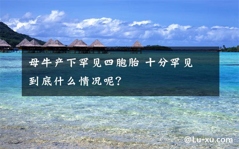 母牛產(chǎn)下罕見四胞胎 十分罕見 到底什么情況呢？