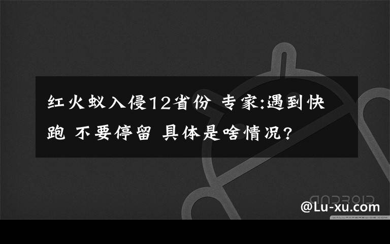 紅火蟻入侵12省份 專家:遇到快跑 不要停留 具體是啥情況?