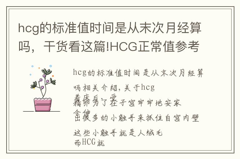 hcg的標(biāo)準(zhǔn)值時(shí)間是從末次月經(jīng)算嗎，干貨看這篇!HCG正常值參考范圍？血HCG與尿HCG有什么不同呢？