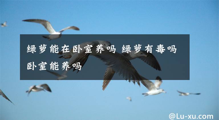 綠蘿能在臥室養(yǎng)嗎 綠蘿有毒嗎臥室能養(yǎng)嗎