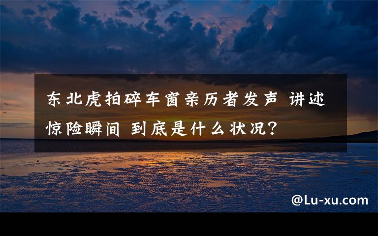 東北虎拍碎車窗親歷者發(fā)聲 講述驚險(xiǎn)瞬間 到底是什么狀況？