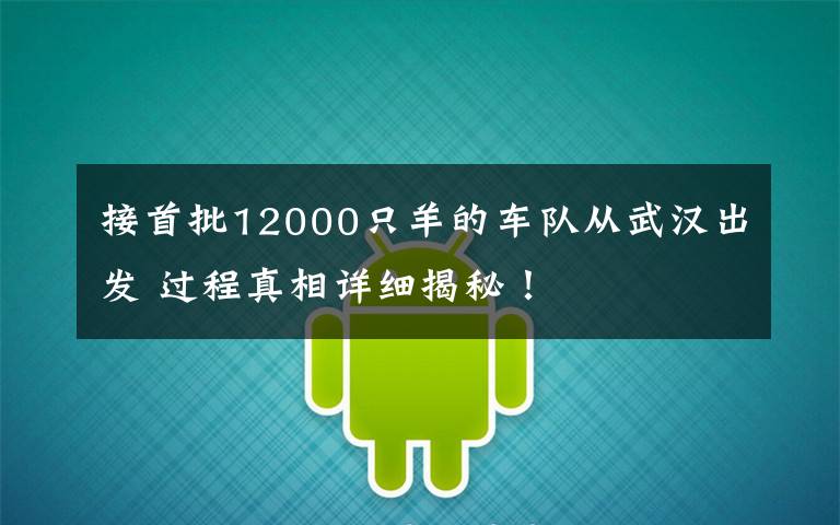 接首批12000只羊的車隊從武漢出發(fā) 過程真相詳細(xì)揭秘！