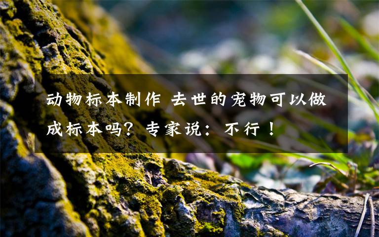 動物標(biāo)本制作 去世的寵物可以做成標(biāo)本嗎？專家說：不行！