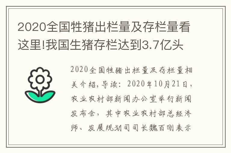 2020全國牲豬出欄量及存欄量看這里!我國生豬存欄達到3.7億頭，豬價全線跌破15元，養(yǎng)豬戶要慌了