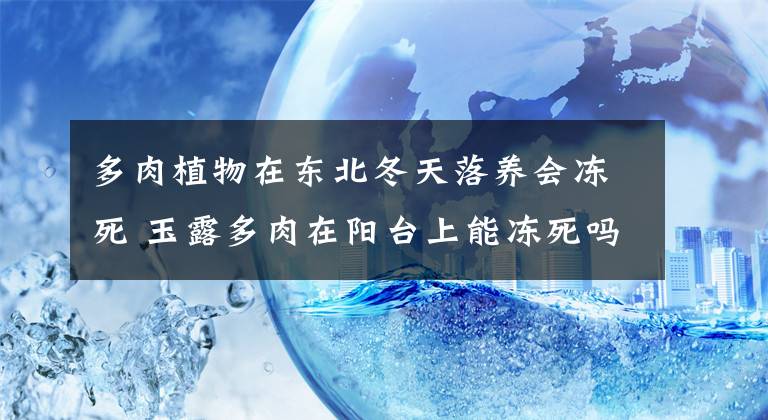 多肉植物在東北冬天落養(yǎng)會(huì)凍死 玉露多肉在陽(yáng)臺(tái)上能凍死嗎