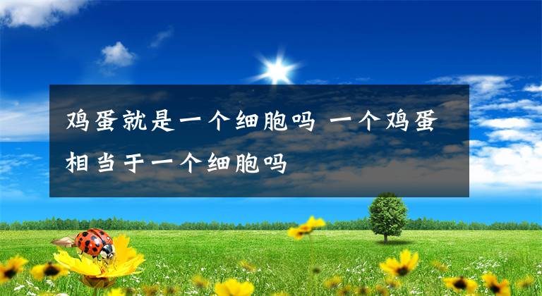 雞蛋就是一個細(xì)胞嗎 一個雞蛋相當(dāng)于一個細(xì)胞嗎