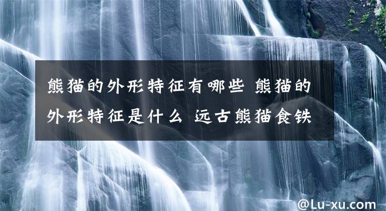 熊貓的外形特征有哪些 熊貓的外形特征是什么 遠(yuǎn)古熊貓食鐵獸圖片