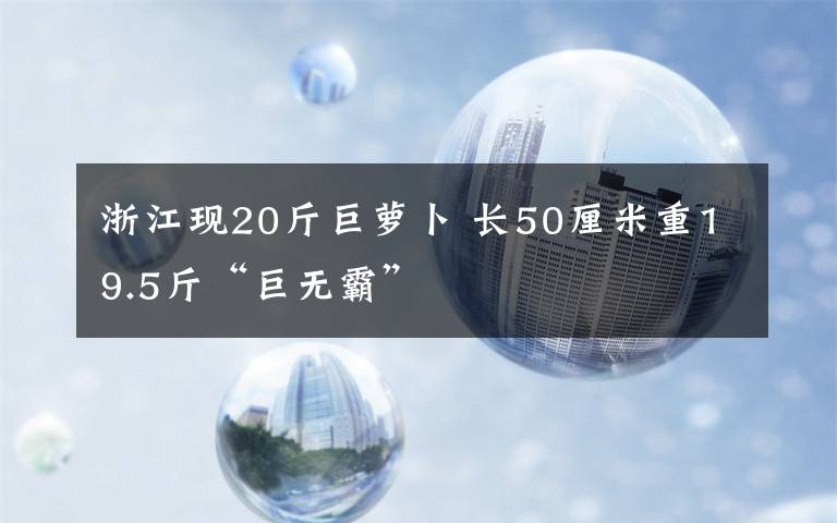 浙江現(xiàn)20斤巨蘿卜 長50厘米重19.5斤“巨無霸”