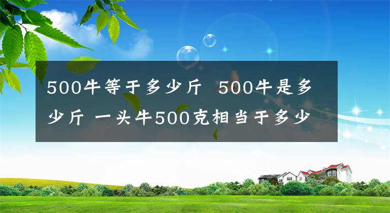 500牛等于多少斤 500牛是多少斤 一頭牛500克相當(dāng)于多少斤