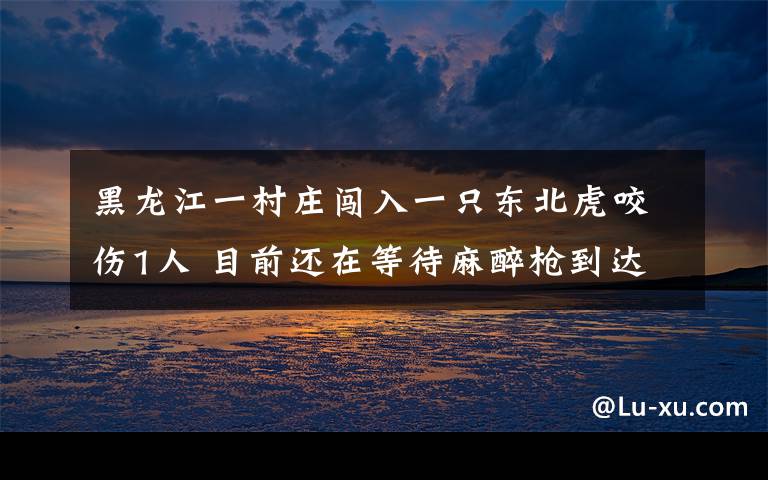 黑龍江一村莊闖入一只東北虎咬傷1人 目前還在等待麻醉槍到達(dá)現(xiàn)場 對(duì)此大家怎么看？