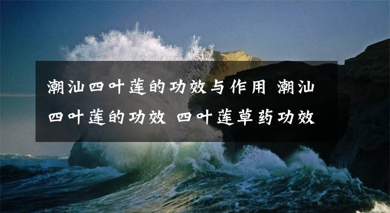 潮汕四葉蓮的功效與作用 潮汕四葉蓮的功效 四葉蓮草藥功效與作用