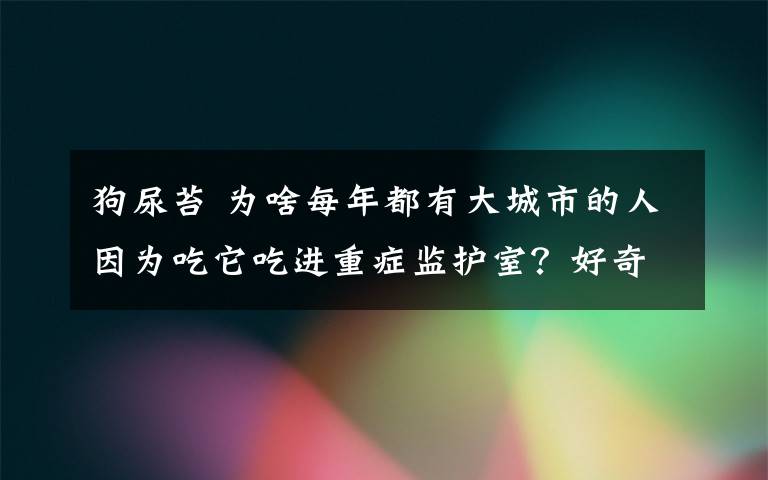 狗尿苔 為啥每年都有大城市的人因?yàn)槌运赃M(jìn)重癥監(jiān)護(hù)室？好奇心害死貓，路邊的蘑菇不能吃