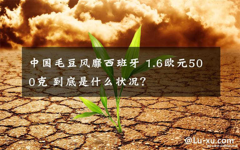 中國(guó)毛豆風(fēng)靡西班牙 1.6歐元500克 到底是什么狀況？