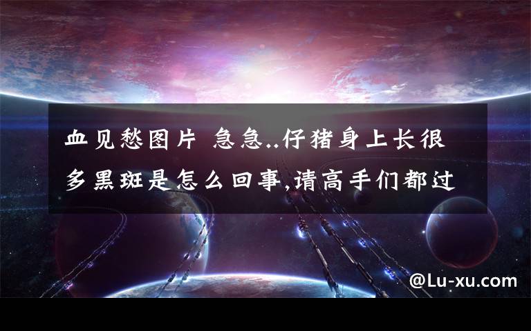 血見愁圖片 急急..仔豬身上長(zhǎng)很多黑斑是怎么回事,請(qǐng)高手們都過來幫我吧!