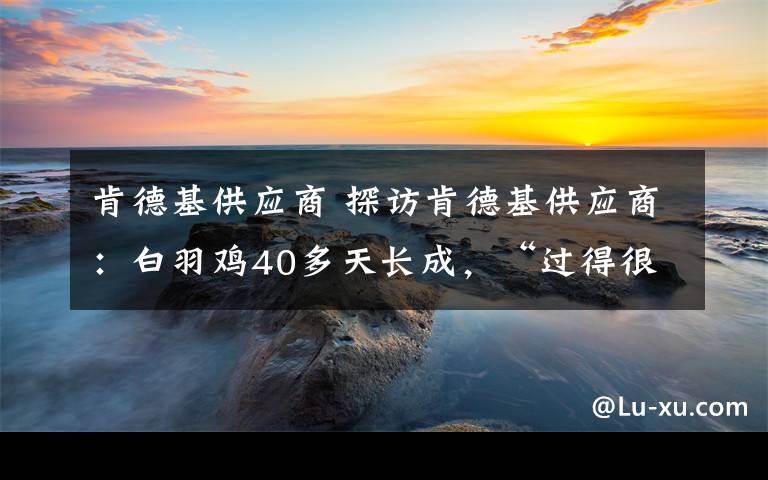 肯德基供應商 探訪肯德基供應商：白羽雞40多天長成，“過得很精細”