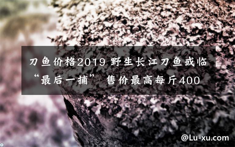 刀魚價(jià)格2019 野生長江刀魚或臨“最后一捕” 售價(jià)最高每斤4000元