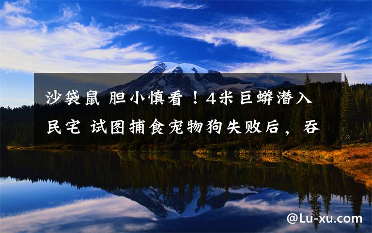 沙袋鼠 膽小慎看！4米巨蟒潛入民宅 試圖捕食寵物狗失敗后，吞食沙袋鼠