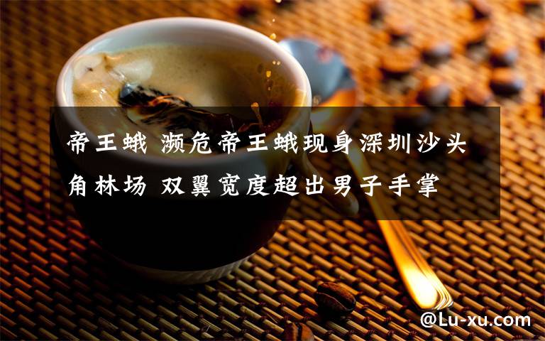 帝王蛾 瀕危帝王蛾現(xiàn)身深圳沙頭角林場(chǎng) 雙翼寬度超出男子手掌