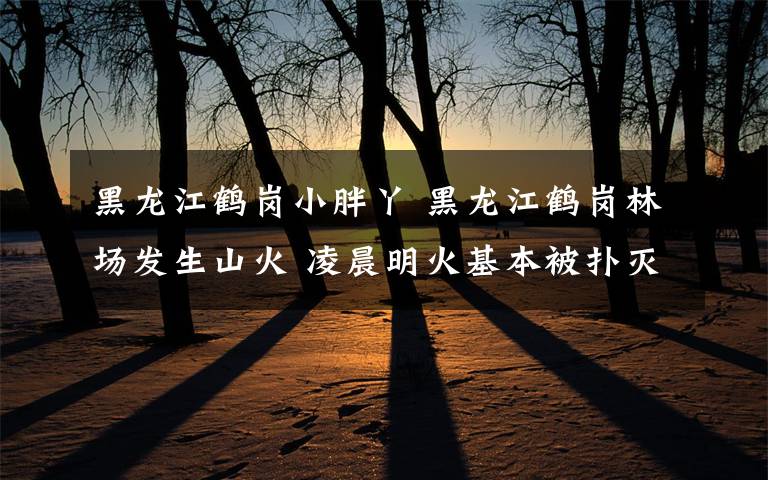 黑龍江鶴崗小胖丫 黑龍江鶴崗林場(chǎng)發(fā)生山火 凌晨明火基本被撲滅