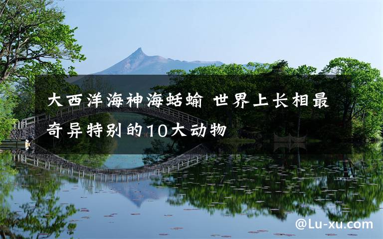 大西洋海神海蛞蝓 世界上長相最奇異特別的10大動物