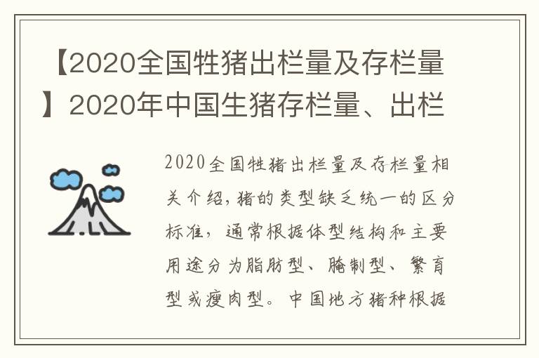 【2020全國牲豬出欄量及存欄量】2020年中國生豬存欄量、出欄量及生豬養(yǎng)殖重點龍頭企業(yè)對比「圖」