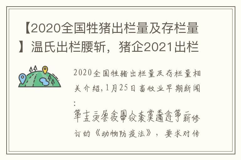 【2020全國(guó)牲豬出欄量及存欄量】溫氏出欄腰斬，豬企2021出欄近1.9億頭的可能性有多大？